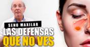 Seno maxilar: anatomía, funciones y relación con la odontología